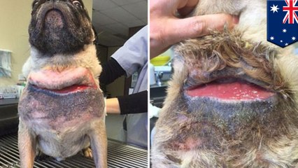 Pug owner suing dogsitter after discovering 6 inch gash on pet's neck