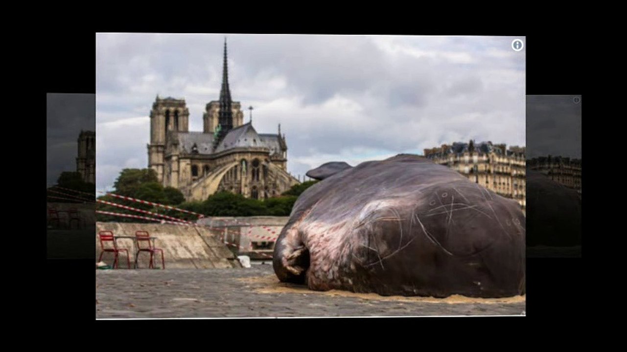 Beached "whale" found in central Paris