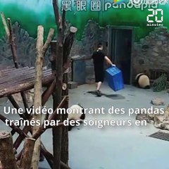 Des images de petits pandas «maltraités» en Chine enflamme le web