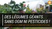 Des légumes géants… sans OGM ni pesticides !