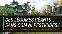 Des légumes géants… sans OGM ni pesticides !