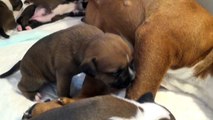 25ème Vidéo Pétard n°6 Femelle de la 29ème portée de STAFFORDLAND
