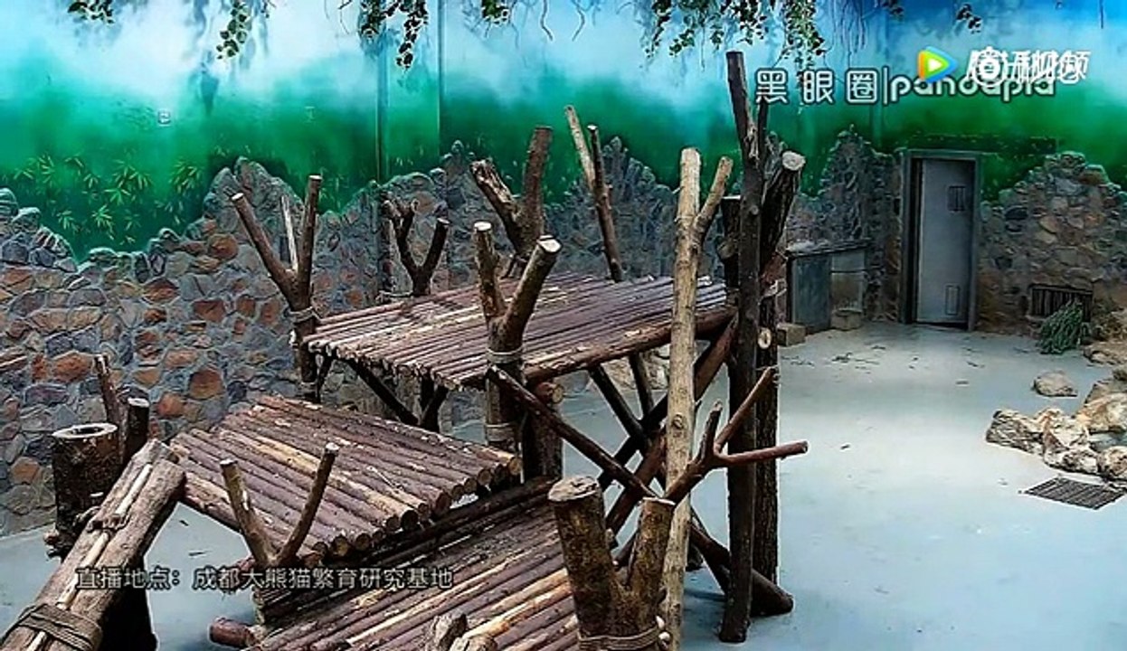 Une vidéo de petits pandas maltraités par leurs soigneurs en Chine enflamme le web