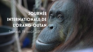 Journée internationale de l'Orang-Outan