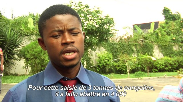 Une cargaison de 3 tonnes d’écailles de pangolin saisie