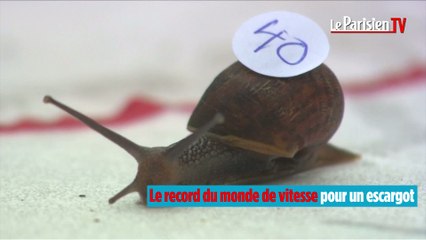 Championnat du monde de course d'escargots