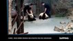 Chine : Deux bébés pandas maltraités par des soigneurs, les images choquantes (Vidéo)