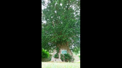 CAROLLES plage ,GRANVILLE