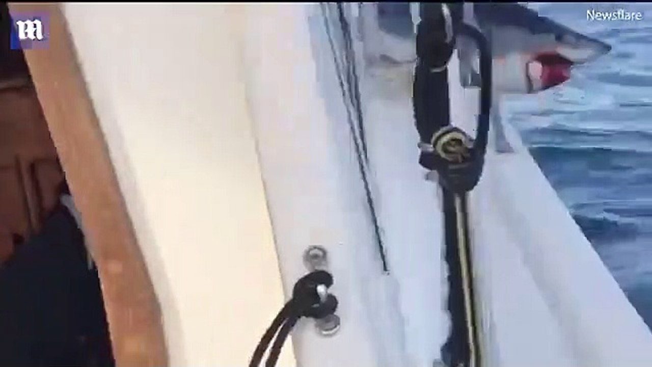 Un énorme requin saute sur un bateau et terrorise les pêcheurs !!