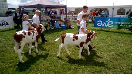 Foire de Libramont: les enfants défilent avec les veaux