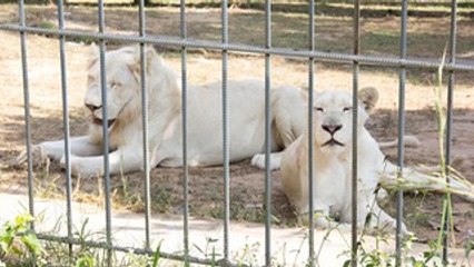 Animais em zoolóigico sofrem em dobro