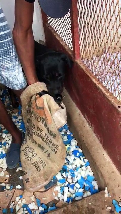 ROTTWEILER: L'amour d'une mère se manifeste même chez les animaux