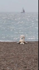 Hungry Shark World - Snuffy attack! -Dailymotion