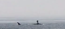 Humpback Whale Breaches Near Cockenoe Island