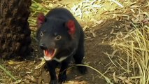 Tasmanian Devils fighting cancer back in the wild