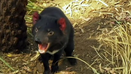 Tasmanian Devils fighting cancer back in the wild