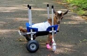 Goats on wheels: U.S. sanctuary gives prosthetics and carts to disabled goats
