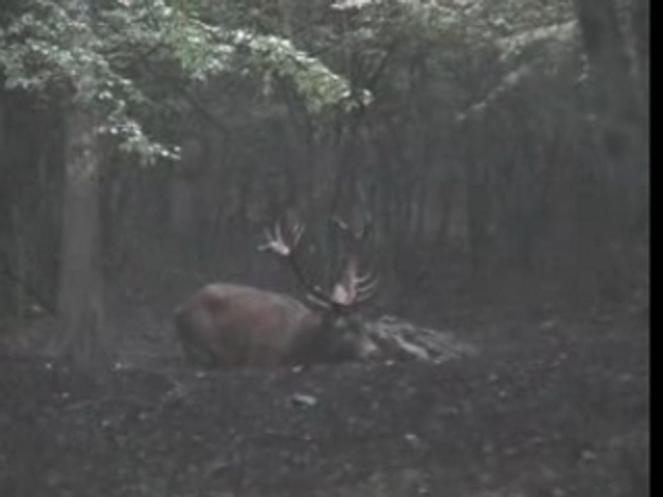 cerf 2005