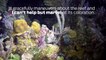 Scuba Diving Encounters: Caribbean Reef Octopus in Roatan, Honduras