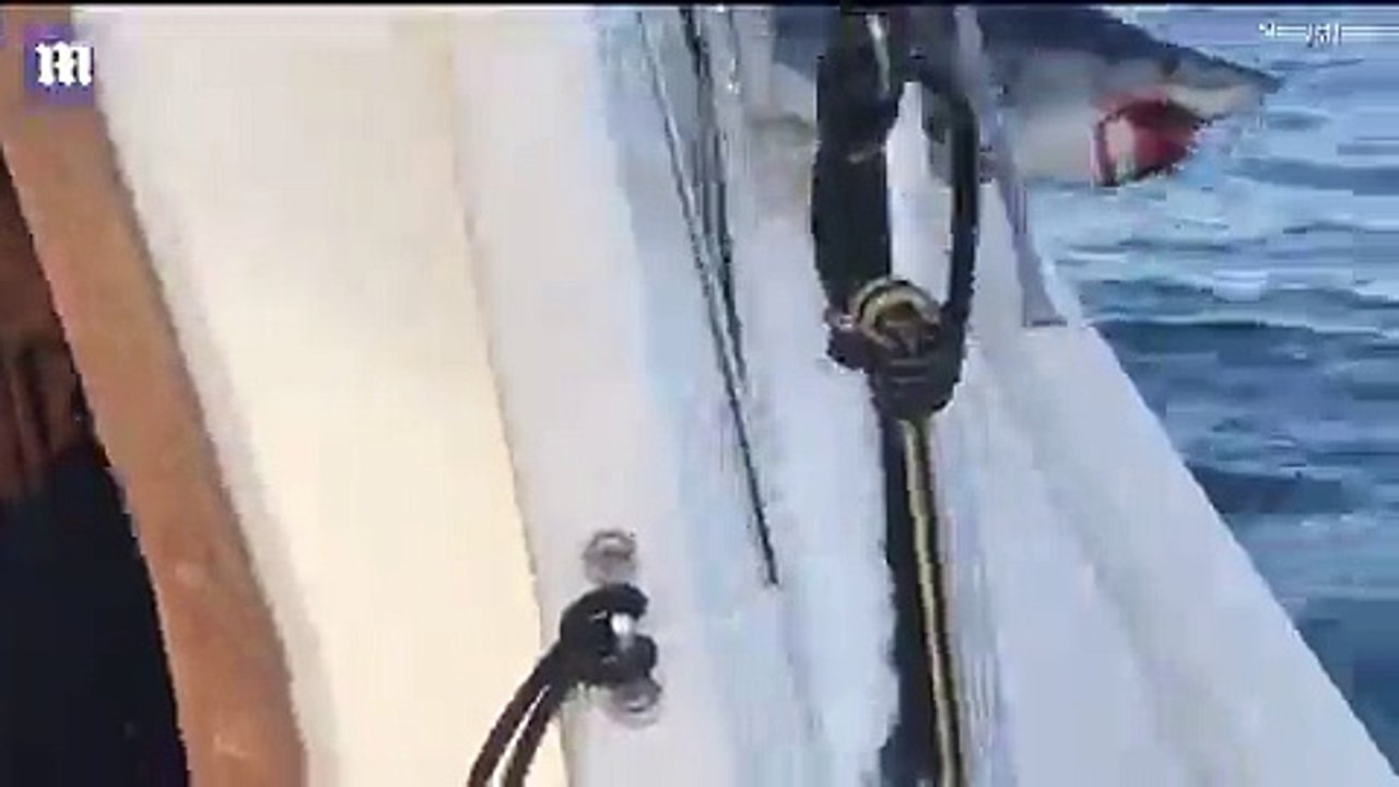 Huge shark jumps aboard fishing boat and gets stuck on deck