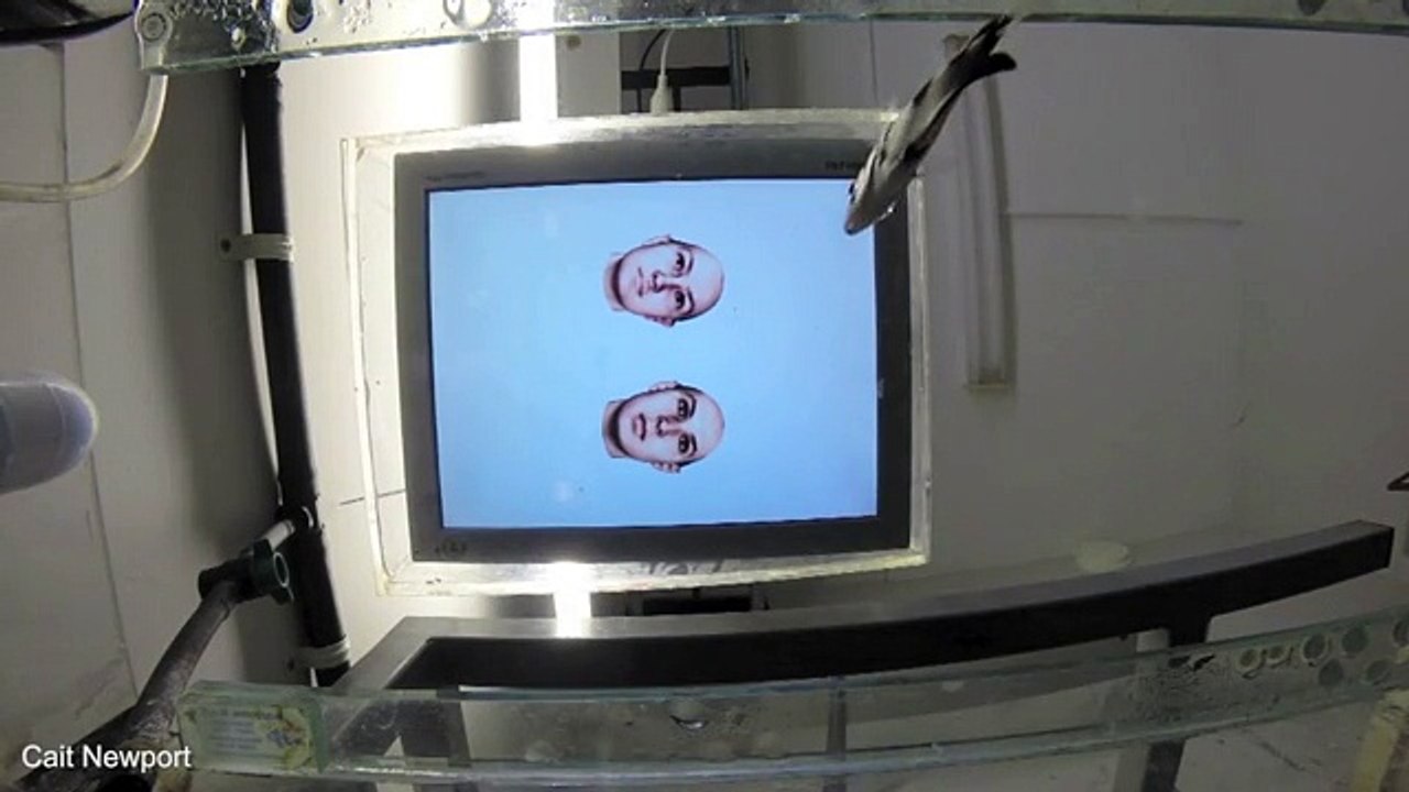 Why humans AND fish cant recognize faces upside down   Daily Mail Online (1)
