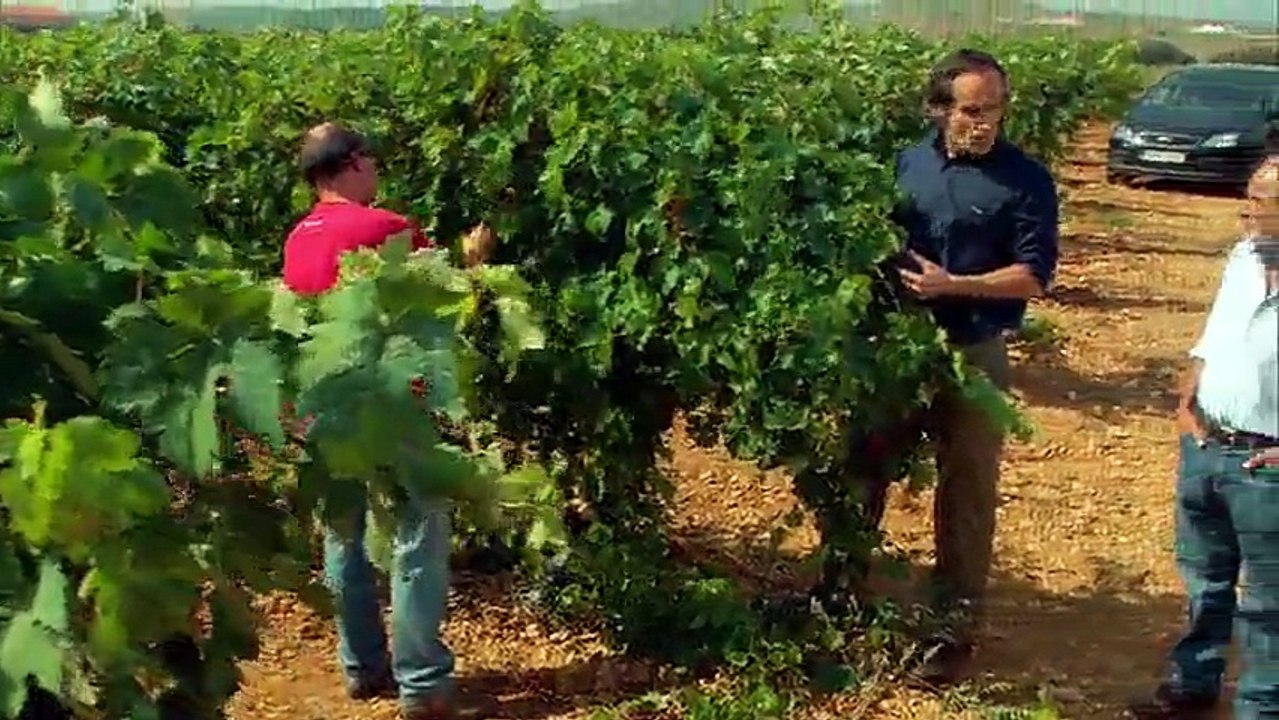 Vino strasti 15_0001