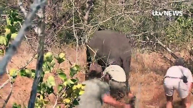 Rescuers hoist endangered elephants into the air Daily Mail Online (1)