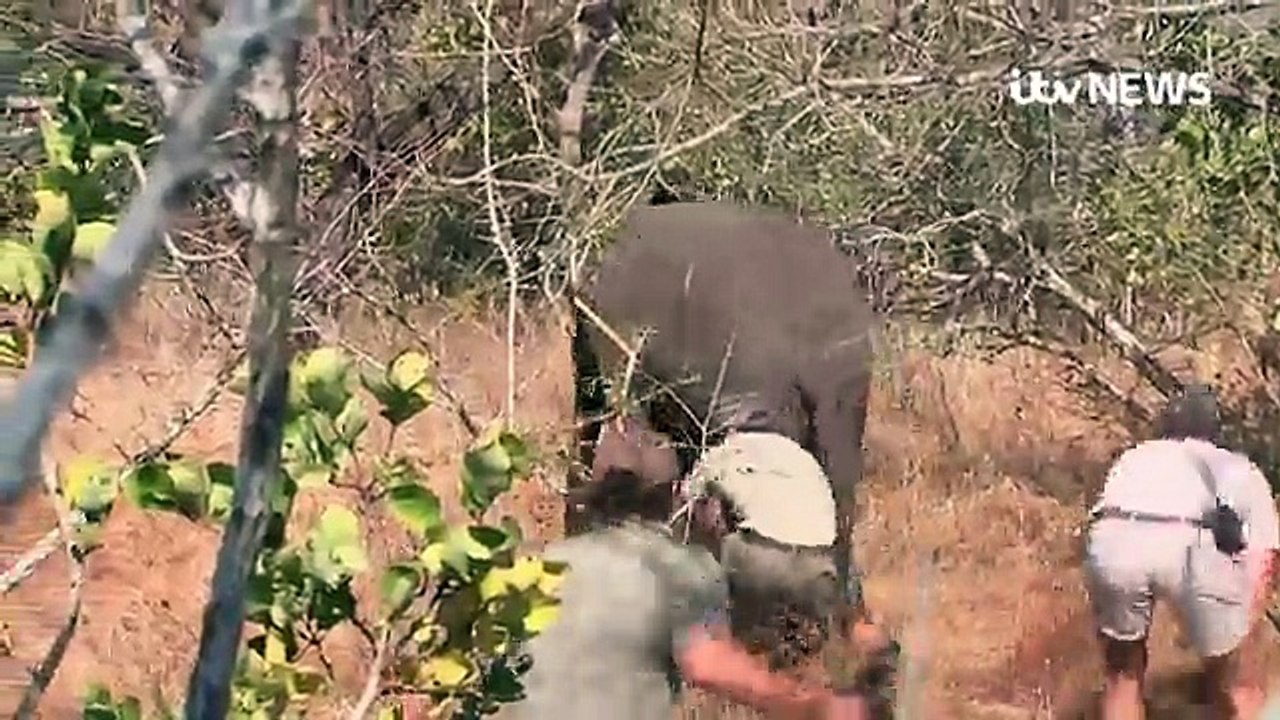 Rescuers hoist endangered elephants into the air  Daily Mail Online (1)