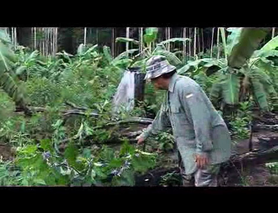 Les Hmong résistent aux pesticides