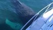 Humpback Whale Seen 'Mugging' Boat in Strait of Juan de Fuca