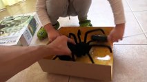 Noir Araign? e déballage veuve jouets sur araignée veuve noire déballage commande radio r / c