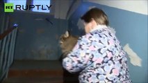 Gato salva bebé na russia