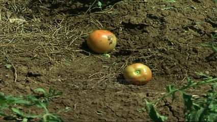 Breshëri shkatërron të mbjellat - Top Channel Albania - News - Lajme