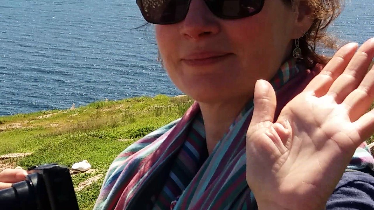 Fous de Bassan à l'ile Bonaventure au Quebec