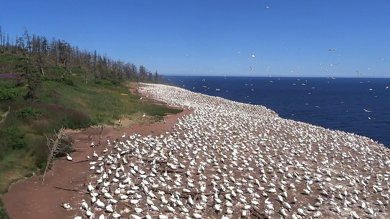 Fous de Bassan ile Bonaventure Quebec