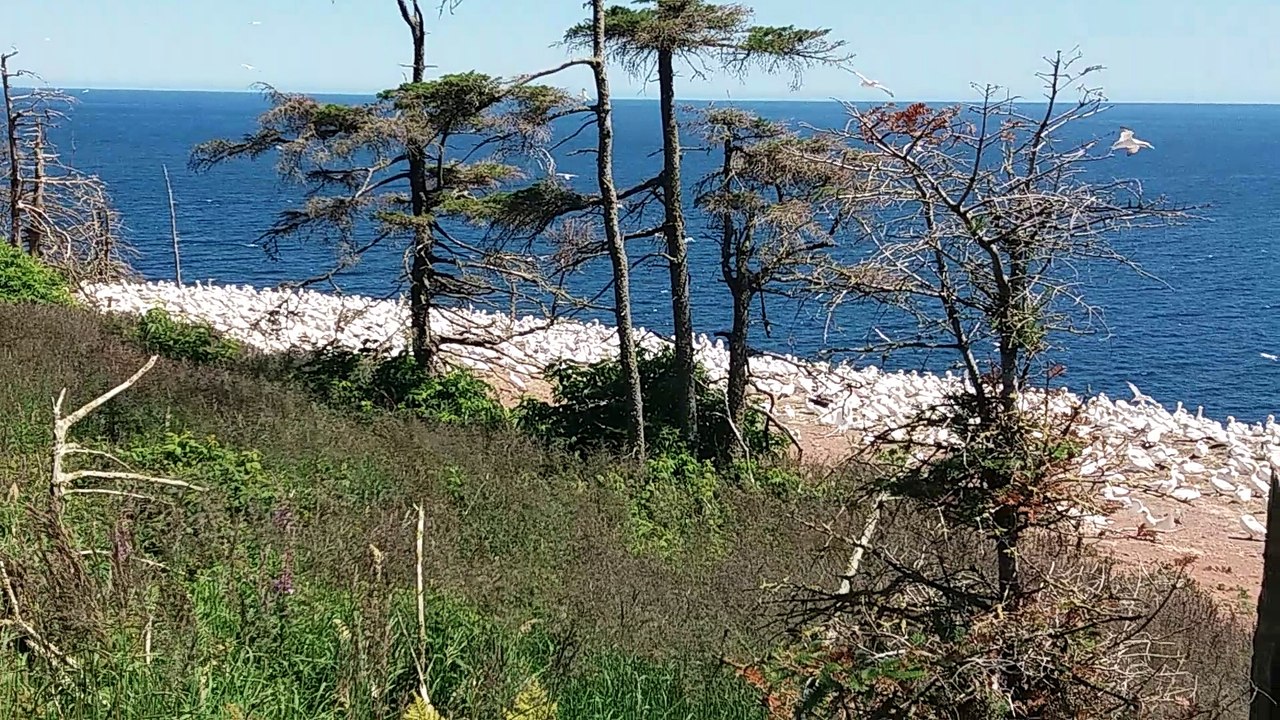 Fous de Bassan ile de Bonaventure au Quebec