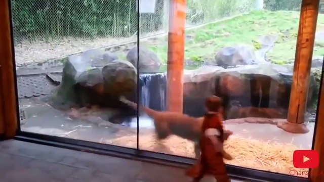 Funny animals videos Funny Animal Mating to Humans Animals Mating with Human Dog mating with Human