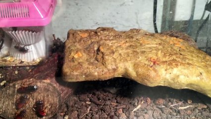 APRIL 2016 REPTILE ROOM TOUR (TEGU, CHAMELEON, SNAKE, GECKOS, AND INVERTEBRATES)