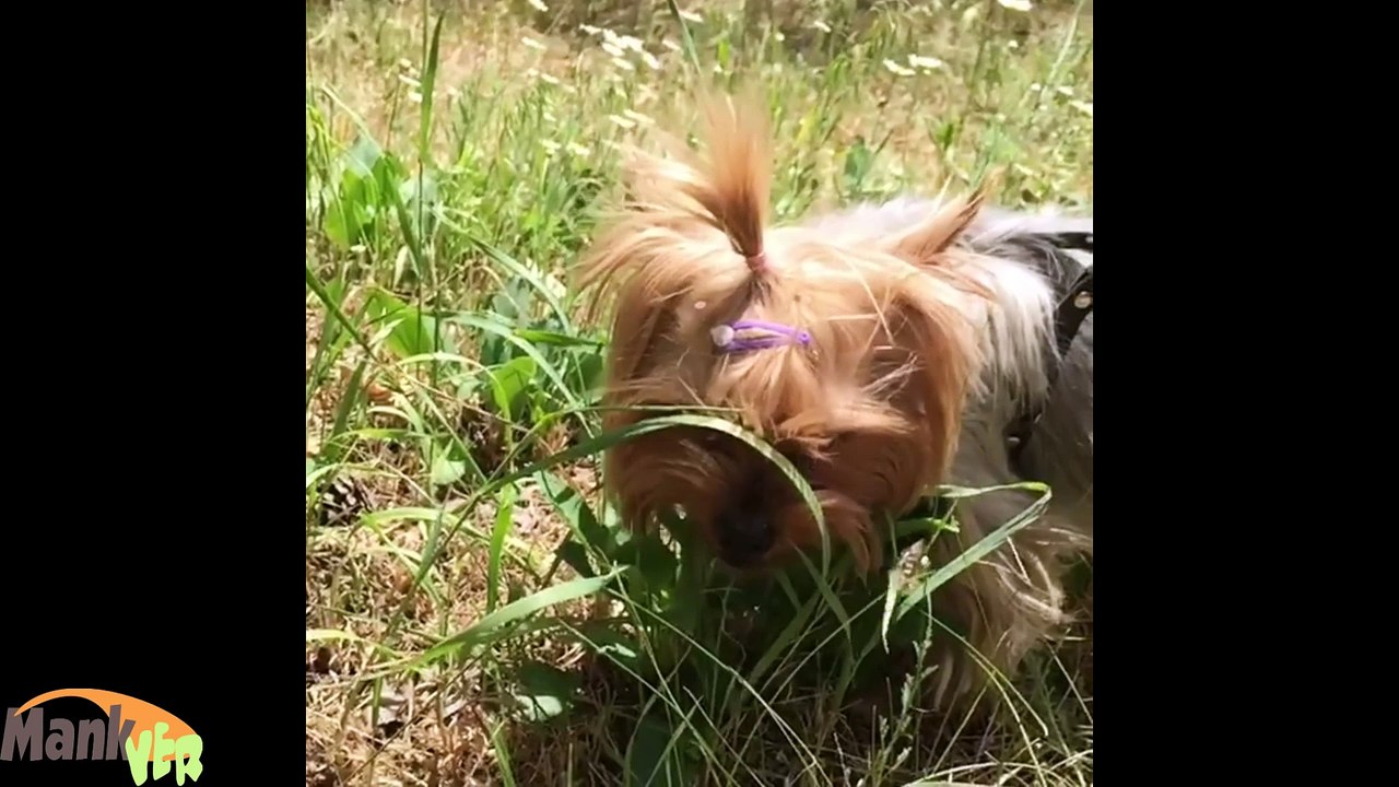 Funny video animal