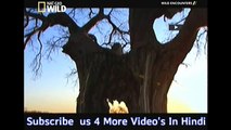 Wild Encounter's हिंदी Full Ep Nat Geo Wild India