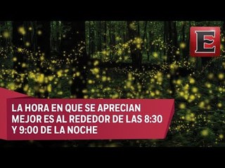 Espectáculo de luciérnagas en las faldas de los volcanes
