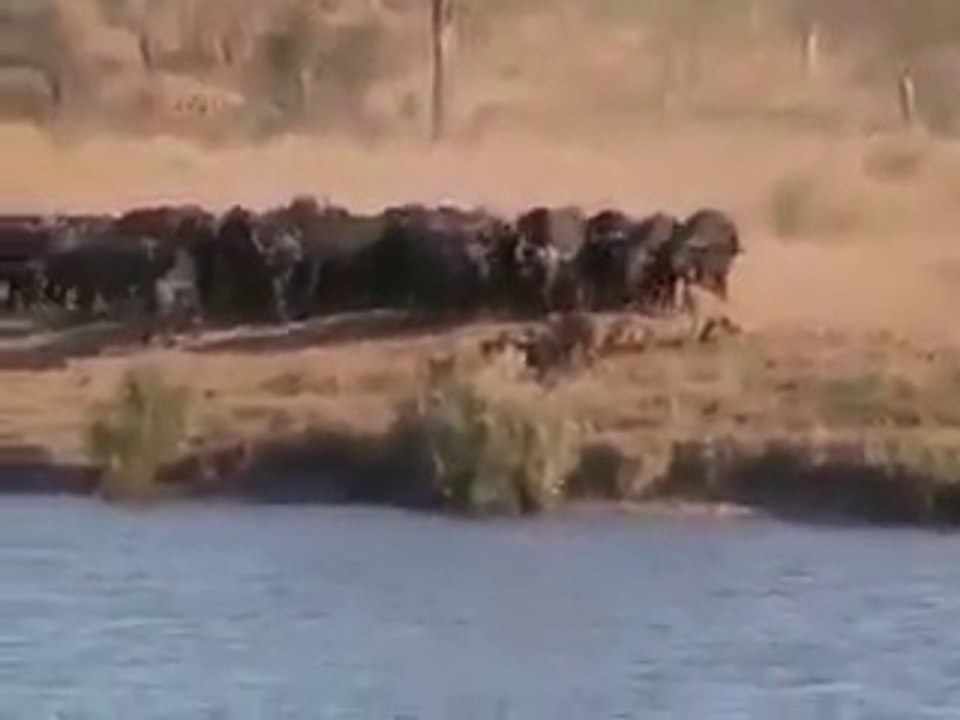 الاسود تمسك بفريستها و التمساح يشد منهم الفريسة... وبالاخر كانت المفاجئه