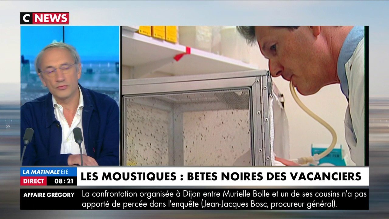 Citronnelle, bracelet anti-moustiques, ultrasons : inutiles contre les moustiques !