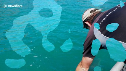 Brave man hand-feeds shark in New Zealand