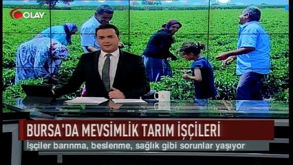 Bursa'da mevsimlik tarım işçileri (Haber 28 07 2017)