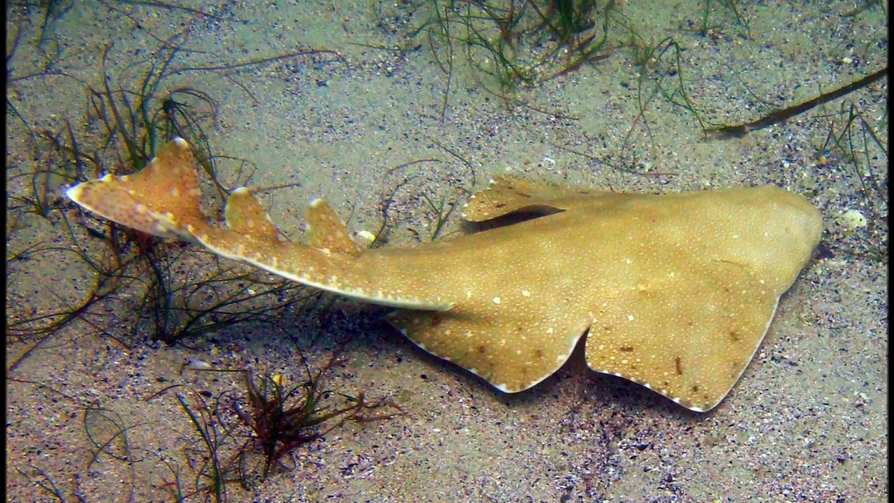Sur tous les tous les Castors enfants pour enfants vidéos École maternelle pour animaux