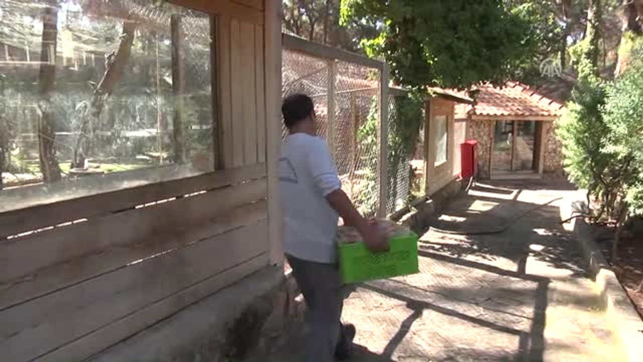 Hayvanat Bahçesi Sakinlerine "Yaz Diyeti"