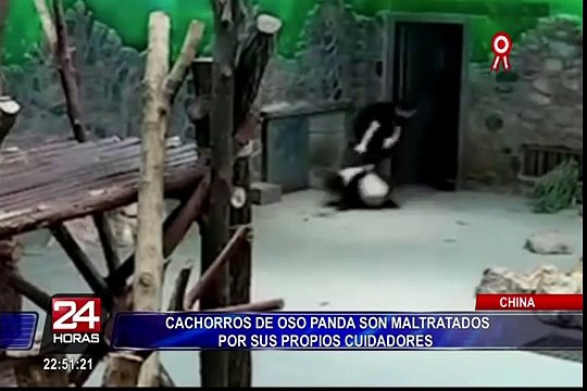 China: cachorros de oso panda son maltratados por sus cuidadores