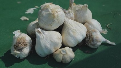 Los amantes del ajo se dan cita Feria Anual del Ajo de Gilroy