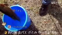 【しんやっちょ】金バエが遂に念願の一匹を釣り上げる「北海道旅」（ツイキャス）